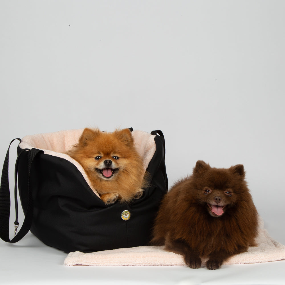 Two small dogs, one in a black pet carrier, on a light gray background