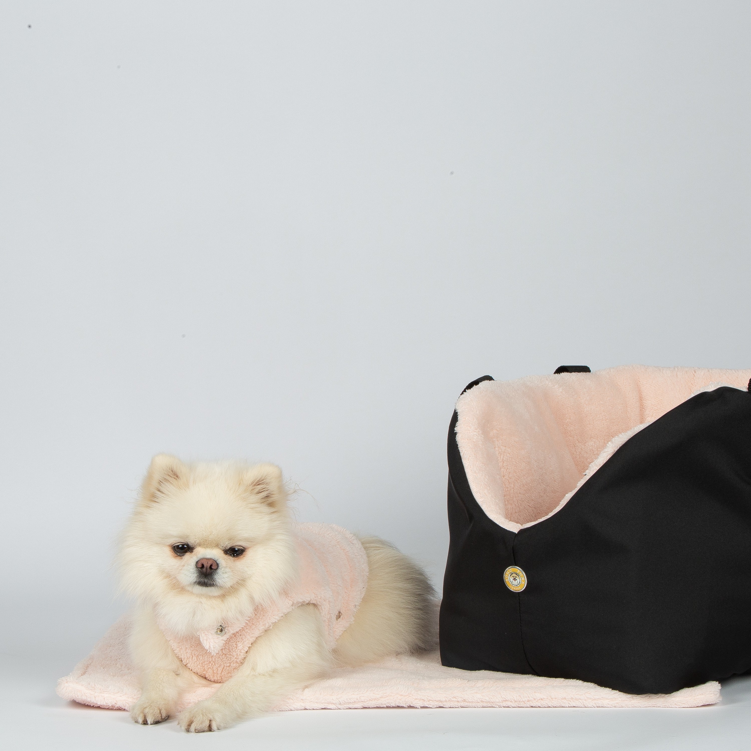 Small dog wearing a pink outfit next to a black bag on a light gray background