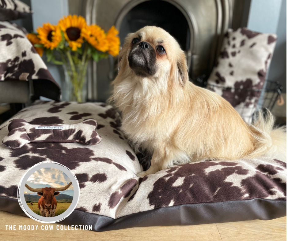 Small dog sitting on a cow print pet bed with a small inset image of a highland cow.