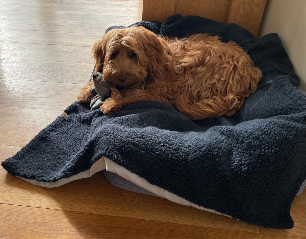 Brown dog lying on a blue blanket on a wooden floor
