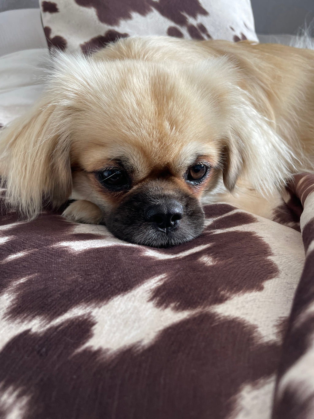 Small dog lying on a brown and white patterned blanket