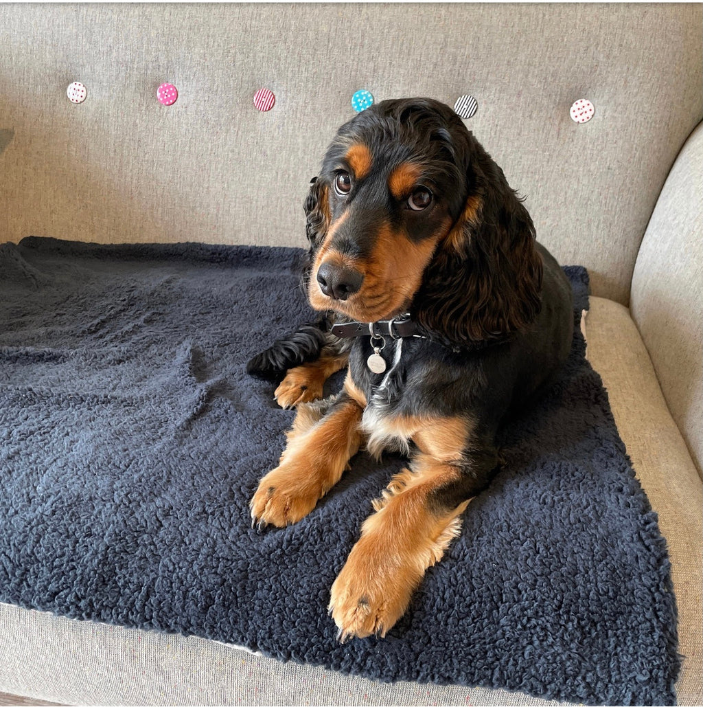 Dog lying on a dark blue blanket on a beige couch