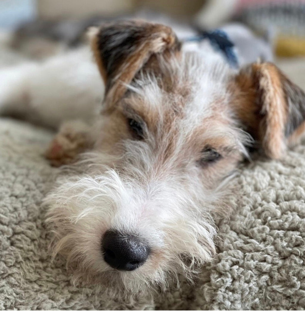 Dog lying on a carpeted floor with a blurred background