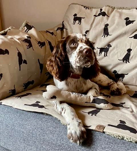 Dog lying on a couch with a blanket featuring dog patterns