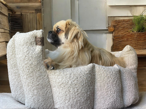 Dog lying on a fluffy pet bed in a cozy room with wooden furniture and plants.