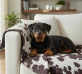 Dog lying on a patterned blanket on a couch with a homey background