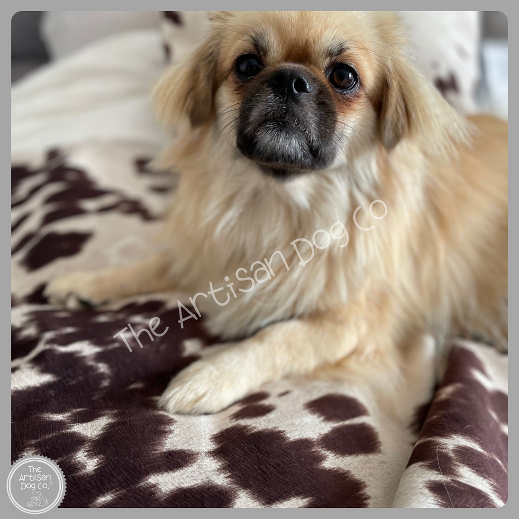Small dog lying on a patterned blanket with 'The Artisan Dog Co' branding.